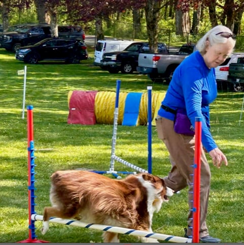 Handler guiding a brown-and-white aussie through an agility run