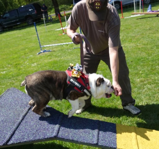 A bulldog navigating contact equipment with a Sno-King volunteer