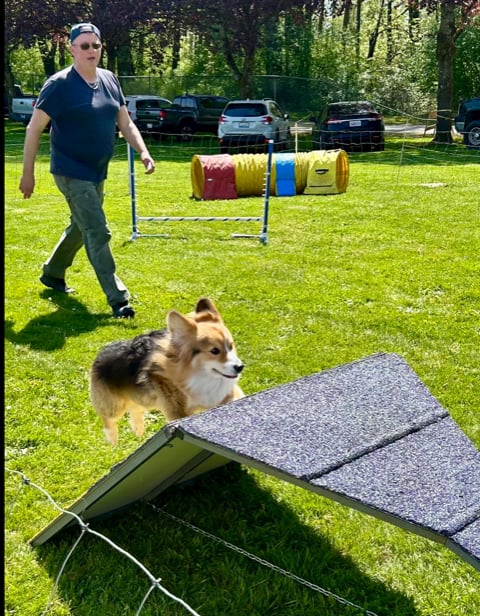 Handler running alongside a sheltie through an agility course