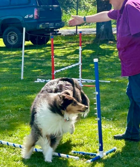 Aussie-mix dog clearing a small agility jump on grass