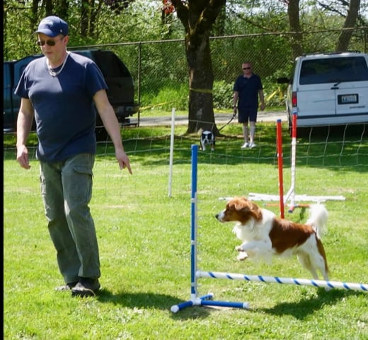 Handler guiding a brown-and-white aussie through an agility run