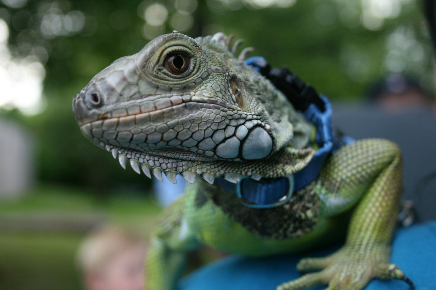 An iguana with a collar at the Proud Pet Show